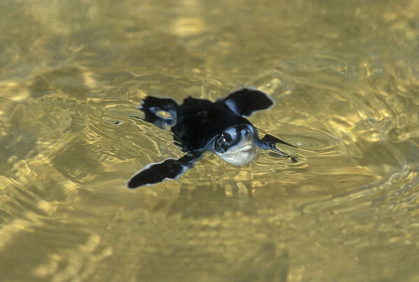 Green Turtle, (Chelonia mydas), hatchling swimming, Ascension Island, South Atlantic