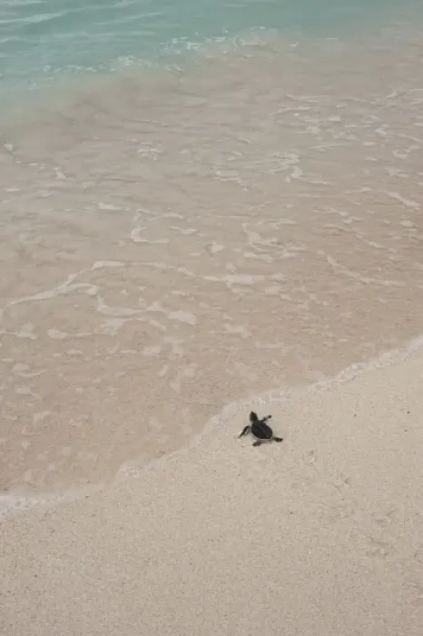 Framed Print : Green Turtle (Chelonia mydas) Hatchling Release Project. Nests in unsafe areas are dug up