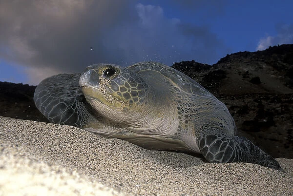 Green Turtle (Chelonia mydas) nesting female on beach, Ascension Island, South Atlantic