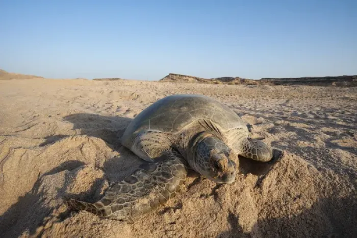 Framed Print : Green turtle, Ras Al Jinz, Oman