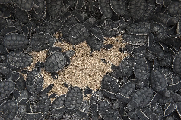 Green Turtles (Chelonia mydas) hatchlings for release Akumal Turtle Project