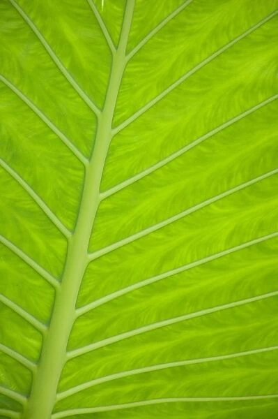 Green veined leaves of tropical foliage in Alexandria and the Amphitheater, Egypt