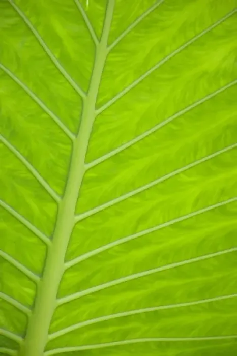 Framed Print : Green veined leaves of tropical foliage in Alexandria and the Amphitheater, Egypt Framed Print : Green veined leaves of tropical foliage in Alexandria and the Amphitheater, Egypt