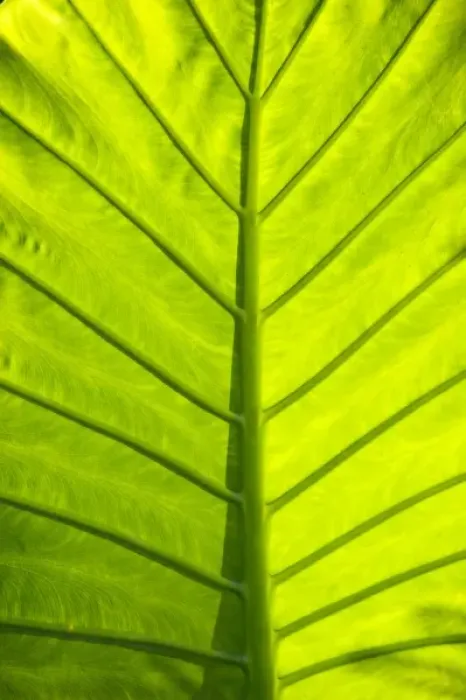 Framed Print : Green veined leaves of tropical foliage in Alexandria and the Amphitheater, Egypt Framed Print : Green veined leaves of tropical foliage in Alexandria and the Amphitheater, Egypt