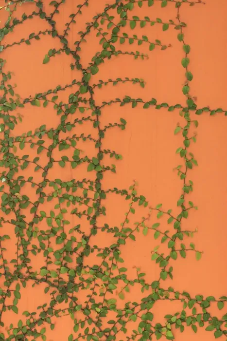 Framed Print : Green vines on an orange wall