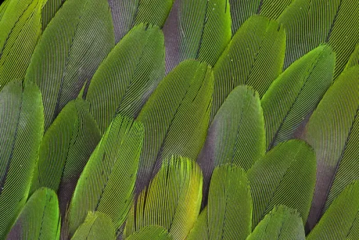Framed Print : Green wing feathers of a Parrot Framed Print : Green wing feathers of a Parrot