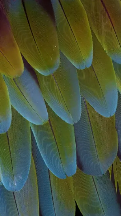 Framed Print : Green-winged Macaw wing feathers Framed Print : Green-winged Macaw wing feathers