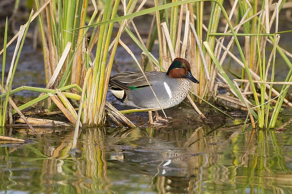 Green-winged Teal (Anas crecca) male resting in cattails