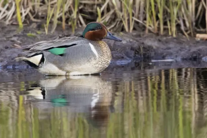 Framed Print : Green-winged Teal Drake Framed Print : Green-winged Teal Drake