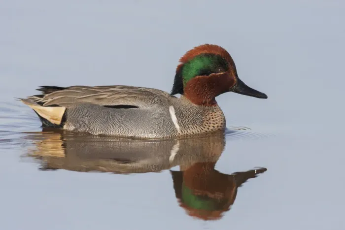 Framed Print : Green-winged teal drake Framed Print : Green-winged teal drake