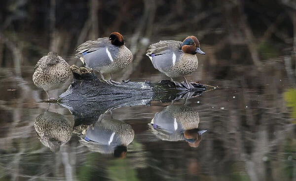 Green-winged teal, resting in flooded woodland