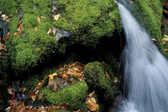 Framed Print : Greene Falls, Baxter S. P. ME. Fall in the Northern Forest Framed Print : Greene Falls, Baxter S. P. ME. Fall in the Northern Forest