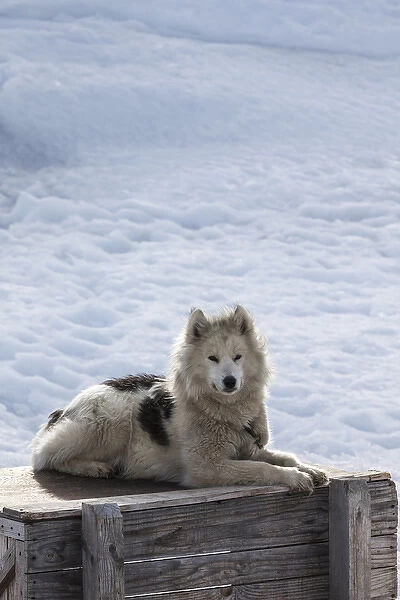 Greenland, Disko Bay, Ilulissat, Greenland Sled Dogs, canis lupis familiaris