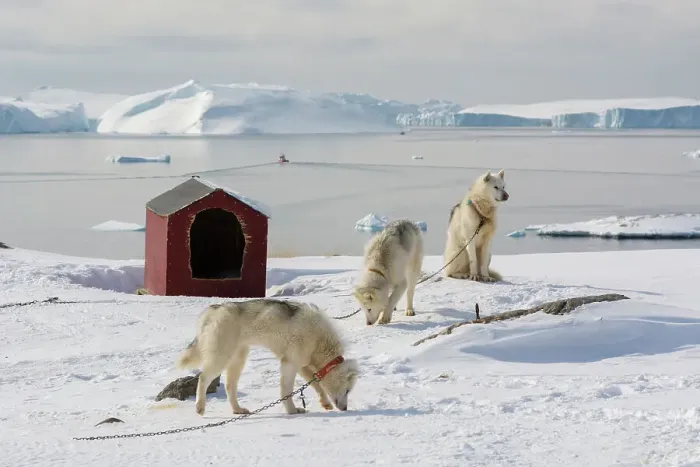 Framed Print : Greenland dogs, a breed of husky, with Disko Bay in the background. Ilulissat, Greenland Framed Print : Greenland dogs, a breed of husky, with Disko Bay in the background. Ilulissat, Greenland