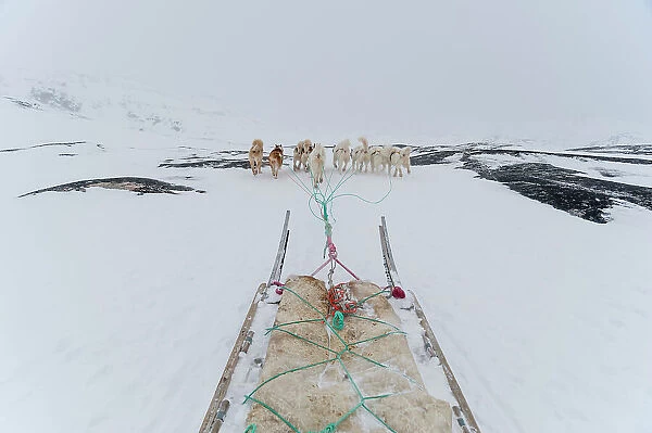Greenland dogs pulling a dog sled. Ilulissat, Greenland