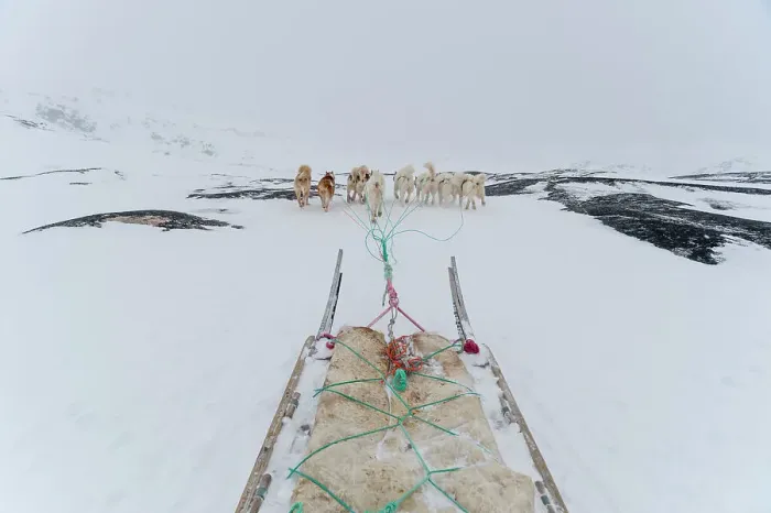 Framed Print : Greenland dogs pulling a dog sled. Ilulissat, Greenland Framed Print : Greenland dogs pulling a dog sled. Ilulissat, Greenland
