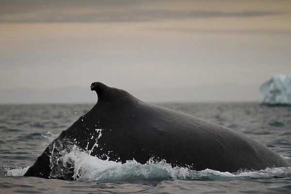 Greenland, Ilulissat, Humpback Whale (Megaptera novaeangliae) breaking surface of