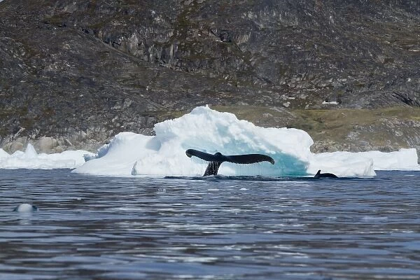 Greenland, Ilulissat, Humpback Whale and Calf (Megaptera novaeangliae) sounding while
