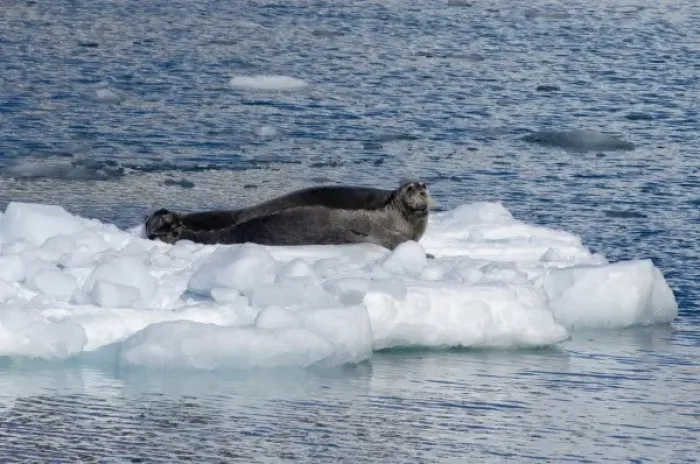 Framed Print : Greenland, Prince Christian Sound (aka Prins Christian Sund). Lone bearded seal on iceberg (wild Framed Print : Greenland, Prince Christian Sound (aka Prins Christian Sund). Lone bearded seal on iceberg (wild