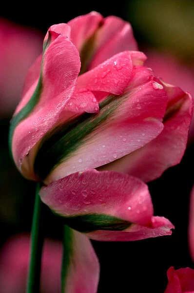 02. Greenland Tulip, Butchart Gardens, British Columbia