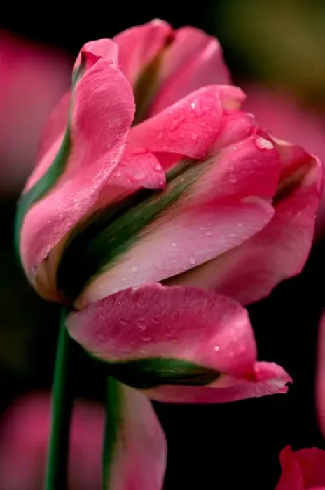 Framed Print : 02. Greenland Tulip, Butchart Gardens, British Columbia Framed Print : 02. Greenland Tulip, Butchart Gardens, British Columbia
