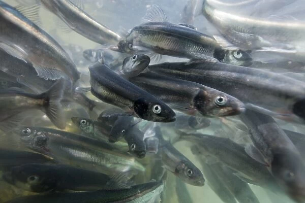 Greenland, Underwater view of shoals of Capelin (Mallotus villosus) spawning in shallows