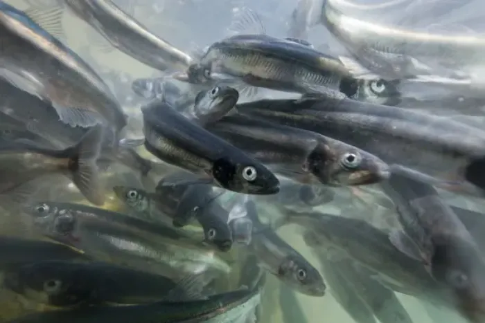 Framed Print : Greenland, Underwater view of shoals of Capelin (Mallotus villosus) spawning in shallows