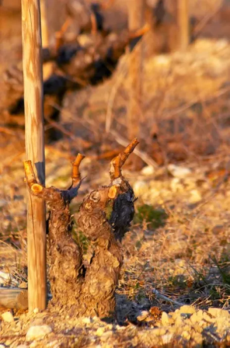 Framed Print : A grenache vine at Chateau Saint Cosme in Gigondas, Vaucluse, Rhone, Provence, France