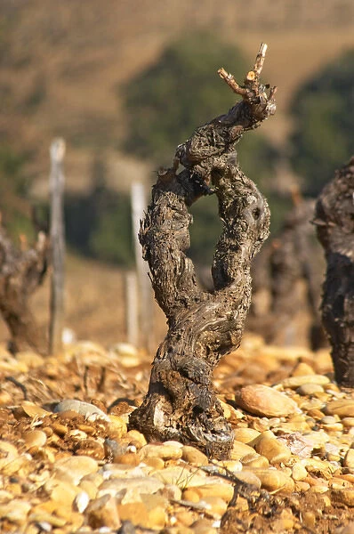 A grenache vine and pebbly rocky galet soil at Chateau des Fines Roches in Chateauneuf-du-Pape