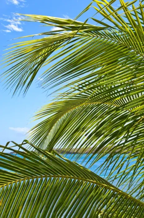 Framed Print : Grenada. Palm trees on beach Framed Print : Grenada. Palm trees on beach