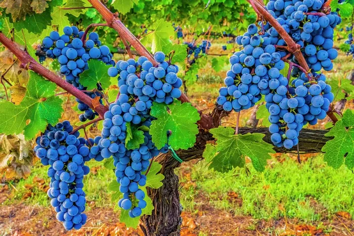 Framed Print : Greve in Chianti, Tuscany, Italy. Close-up portrait of clusters of Sangiovese grapes, main ingredient in Chianti wine Framed Print : Greve in Chianti, Tuscany, Italy. Close-up portrait of clusters of Sangiovese grapes, main ingredient in Chianti wine