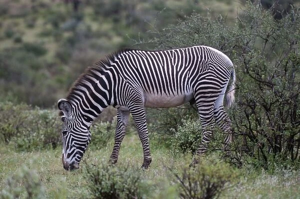 Grevys Zebra (Equus grevyi), Samburu National Park, Kenya
