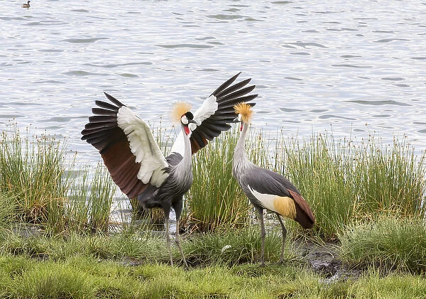 Grey-crowned cranes (Balearica regulorum) courtship display on the shore of a lake