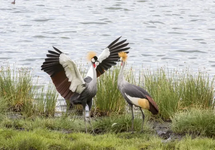 Framed Print : Grey-crowned cranes (Balearica regulorum) courtship display on the shore of a lake Framed Print : Grey-crowned cranes (Balearica regulorum) courtship display on the shore of a lake