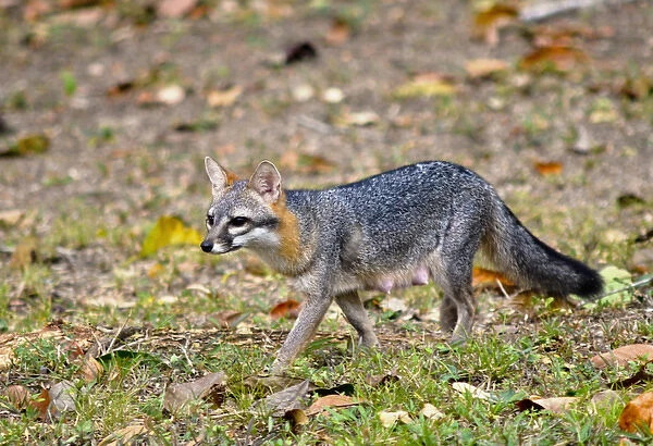 Grey fox (Urocyon cinereoargenteus) nursing mother stalks the landscape for food opportunities