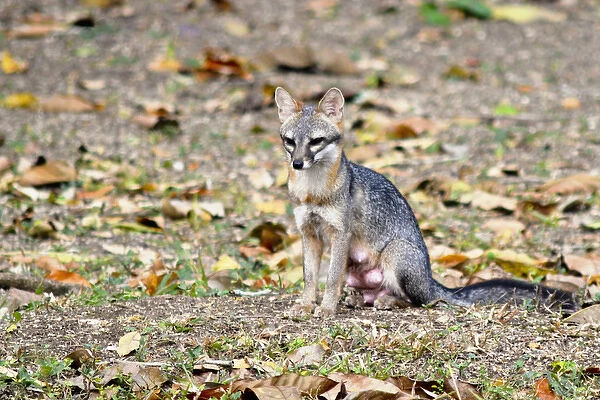 Grey fox (Urocyon cinereoargenteus) nursing mother surveys the landscape for food opportunities