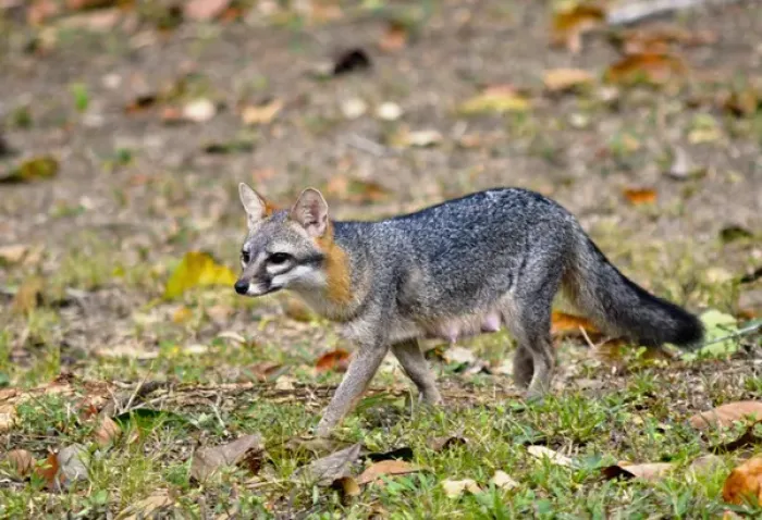 Framed Print : Grey fox (Urocyon cinereoargenteus) nursing mother stalks the landscape for food opportunities Framed Print : Grey fox (Urocyon cinereoargenteus) nursing mother stalks the landscape for food opportunities
