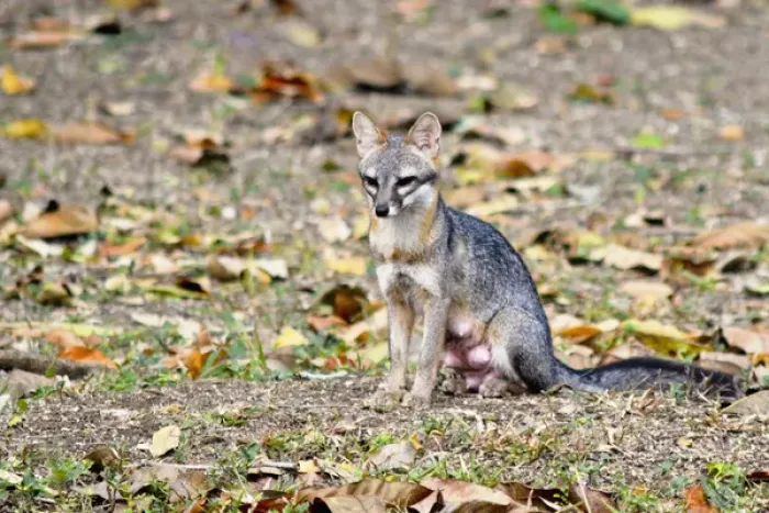 Framed Print : Grey fox (Urocyon cinereoargenteus) nursing mother surveys the landscape for food opportunities Framed Print : Grey fox (Urocyon cinereoargenteus) nursing mother surveys the landscape for food opportunities