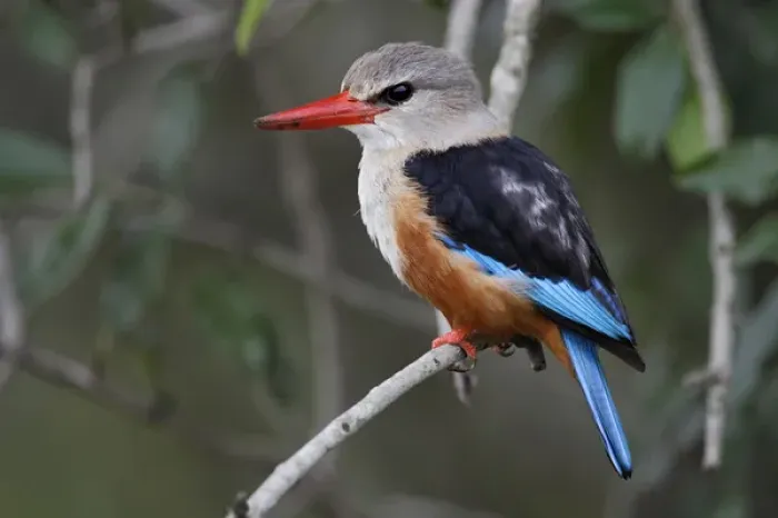 Framed Print : Grey-headed Kingfisher, Halcyon leucocephala, Masai Mara, Kenya, Africa