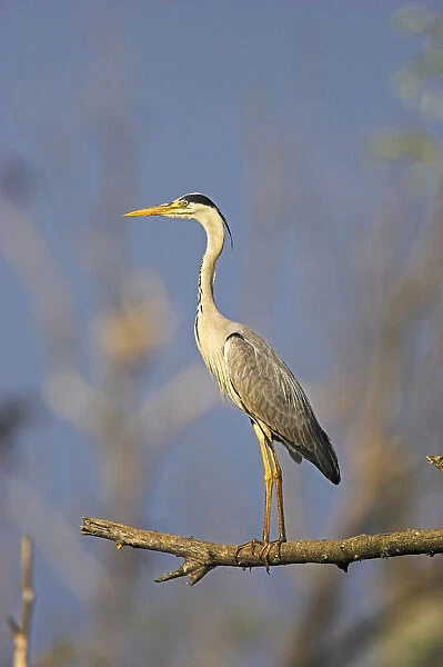 Grey Heron (Ardea cinera) in the Danube Delta, standing on willow tree in colony