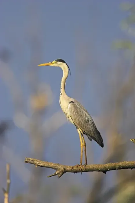 Framed Print : Grey Heron (Ardea cinera) in the Danube Delta, standing on willow tree in colony