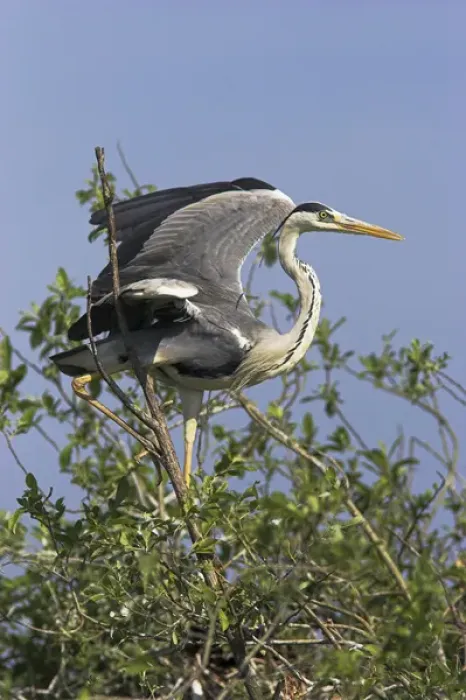 Framed Print : Grey Heron (Ardea cinera) in the Danube Delta, standing on willow tree in colony