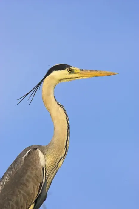 Framed Print : Grey Heron (Ardea cinera) in the Danube Delta, portait Europe, Eastern Europe, Romania Framed Print : Grey Heron (Ardea cinera) in the Danube Delta, portait Europe, Eastern Europe, Romania