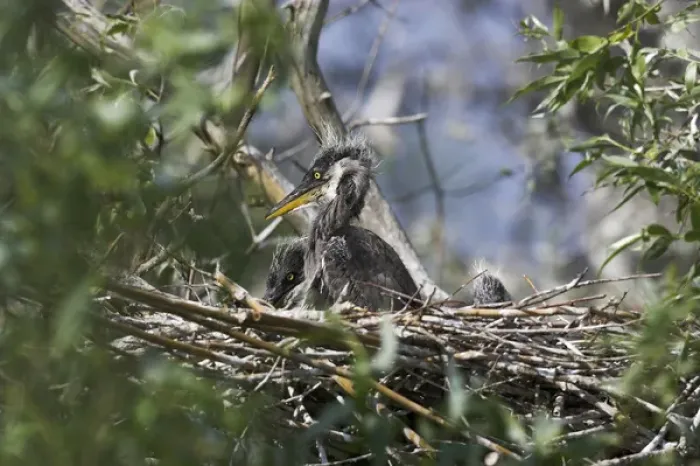 Framed Print : Grey Heron (Ardea cinera) in the Danube Delta, chick in nest Europe, Eastern Europe Framed Print : Grey Heron (Ardea cinera) in the Danube Delta, chick in nest Europe, Eastern Europe