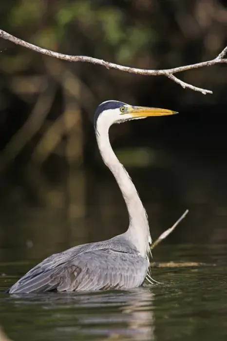 Framed Print : Grey Heron (Ardea cinera) in the Danube Delta, half submerged standing in water Framed Print : Grey Heron (Ardea cinera) in the Danube Delta, half submerged standing in water