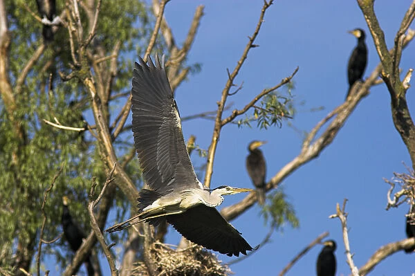 Grey Heron (Ardea cinera) in the Danube Delta, in flight between trees in colony with cormorant