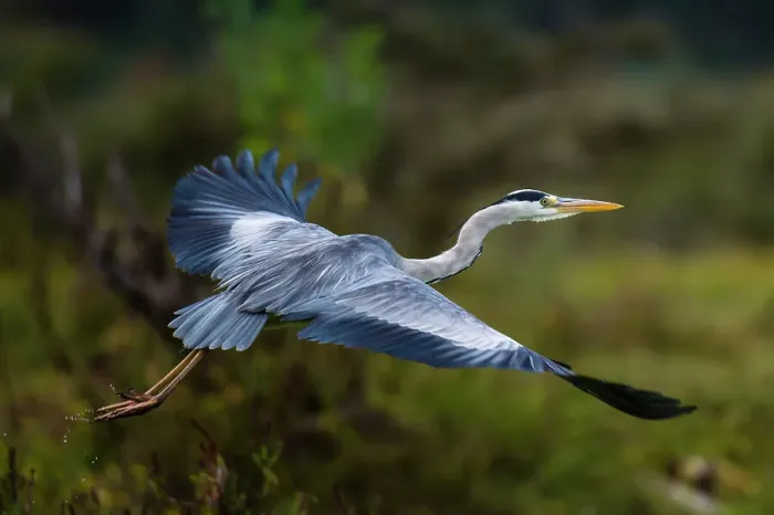 Framed Print : A Grey heron, Ardea cinerea, in flight. Kenya, Africa Framed Print : A Grey heron, Ardea cinerea, in flight. Kenya, Africa