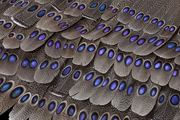 Grey Peacock Tail Feathers