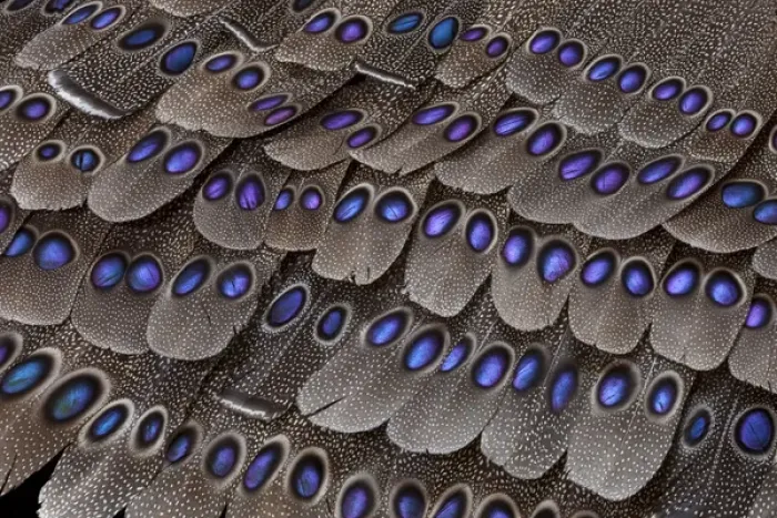 Framed Print : Grey Peacock Tail Feathers Framed Print : Grey Peacock Tail Feathers