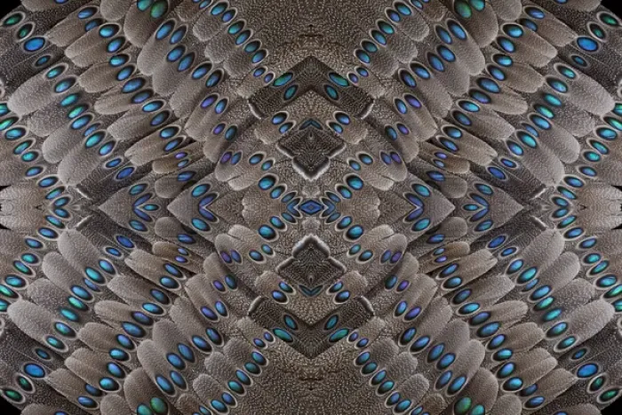 Framed Print : Grey Peacock Tail Feathers design Framed Print : Grey Peacock Tail Feathers design